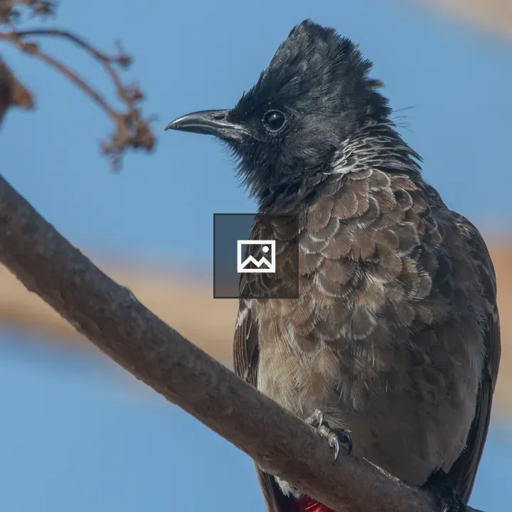 Red-vented Bulbul Close-up