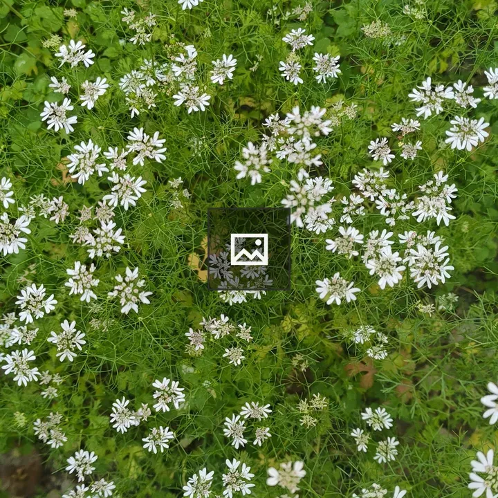 Small white flowers among green leaves