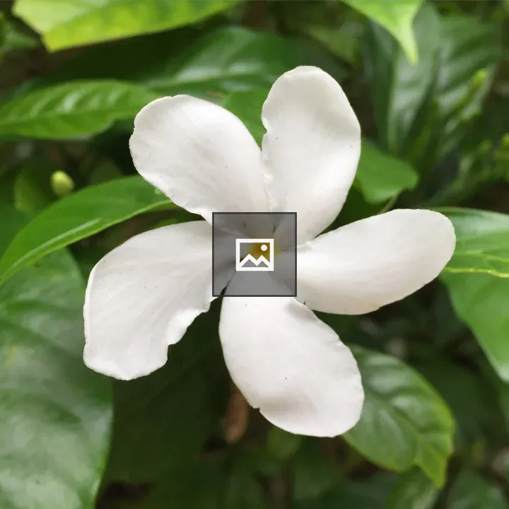 Jasmine flower in green leaves