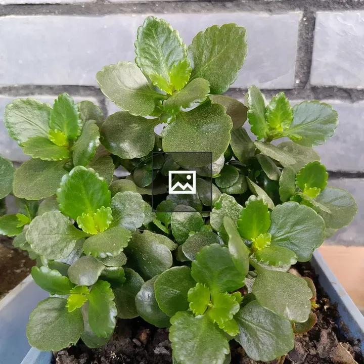 Close-up Plant with Thick Leaves