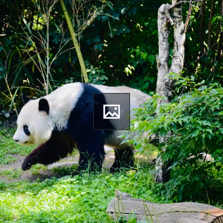 Giant panda at Schönbrunn Zoo