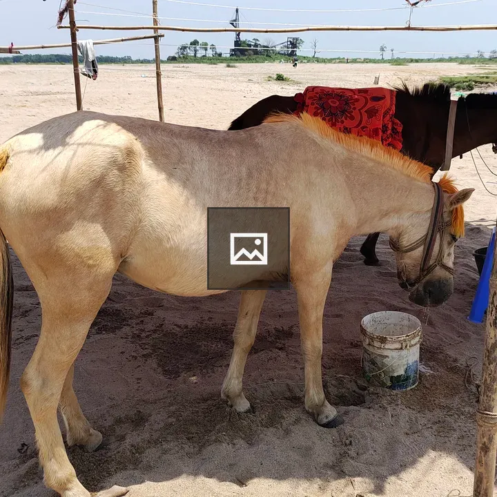 Two horses under shelter on the beach