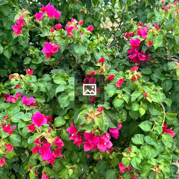 Pink bougainvillea on green bush