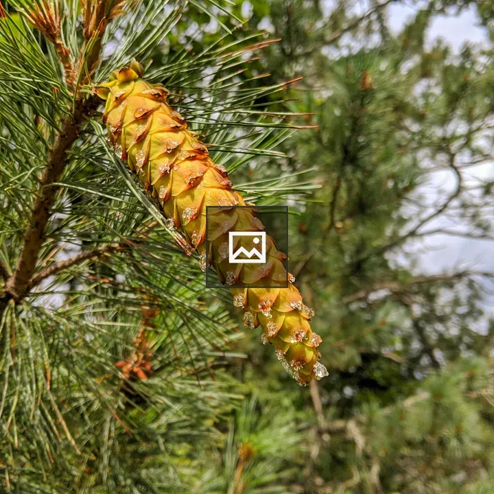 Sticky sappy pinecone