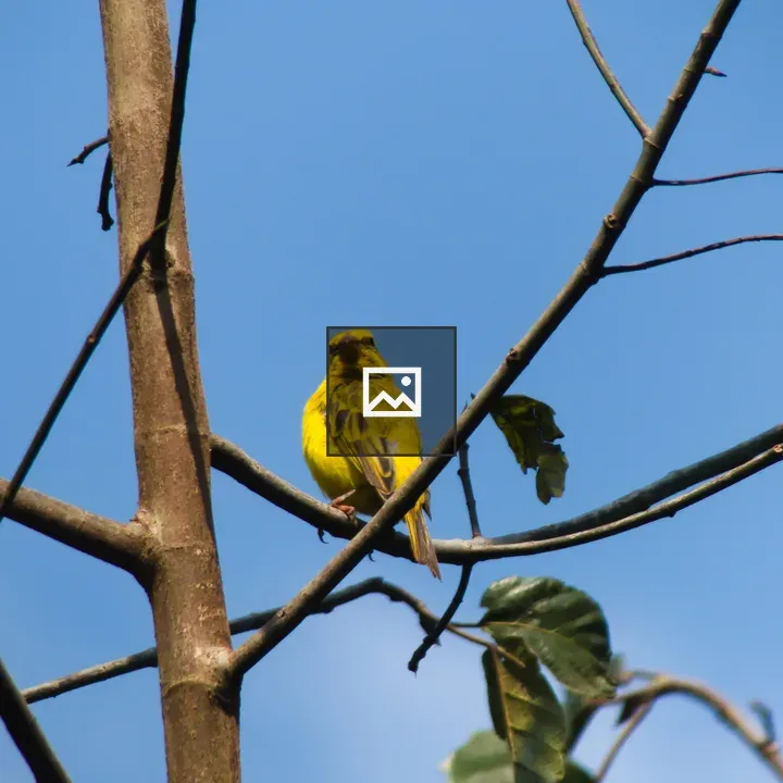 Yellow Bird on Branch