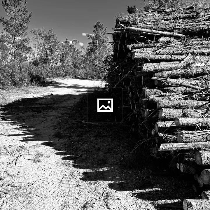 Dirt path with stacked logs