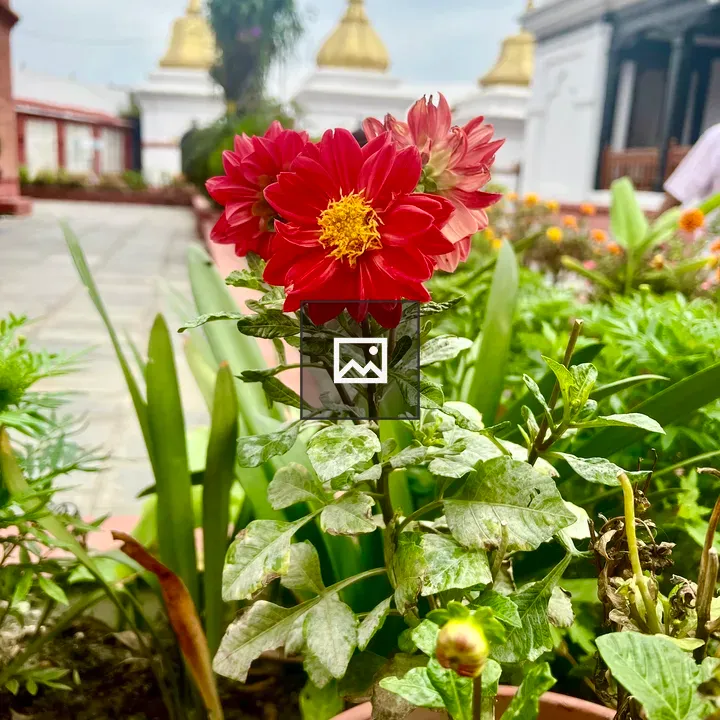 Vibrant red flower in pot