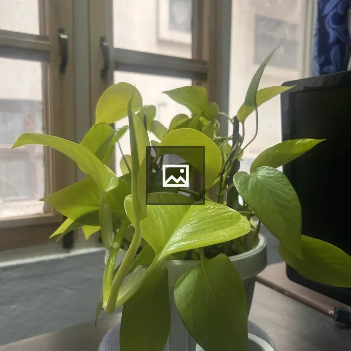Potted plant on table by window