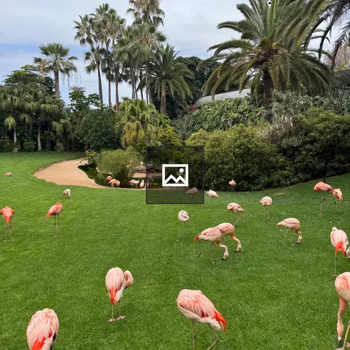 Flamingos in Tropical Garden