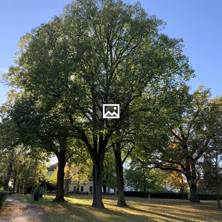 Park tree in Kittsee autumn