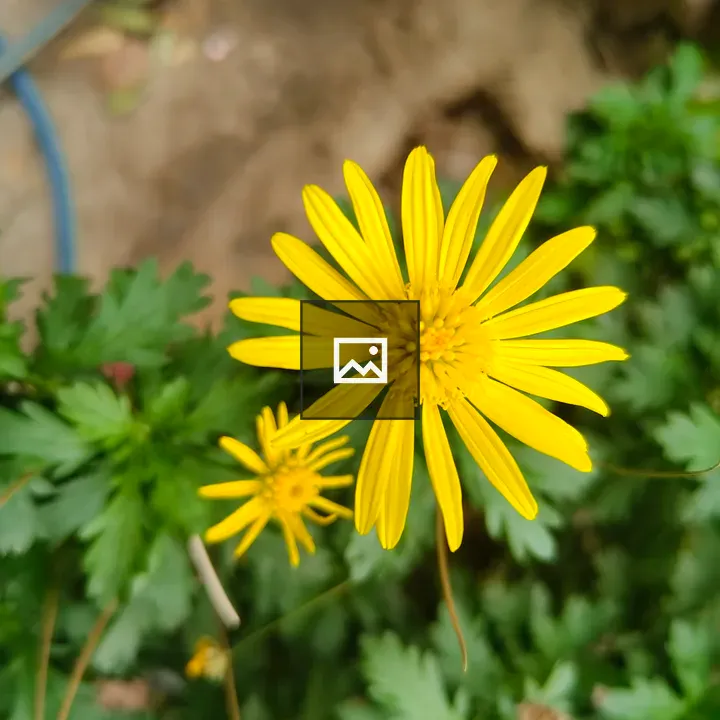 Yellow daisy top-down view