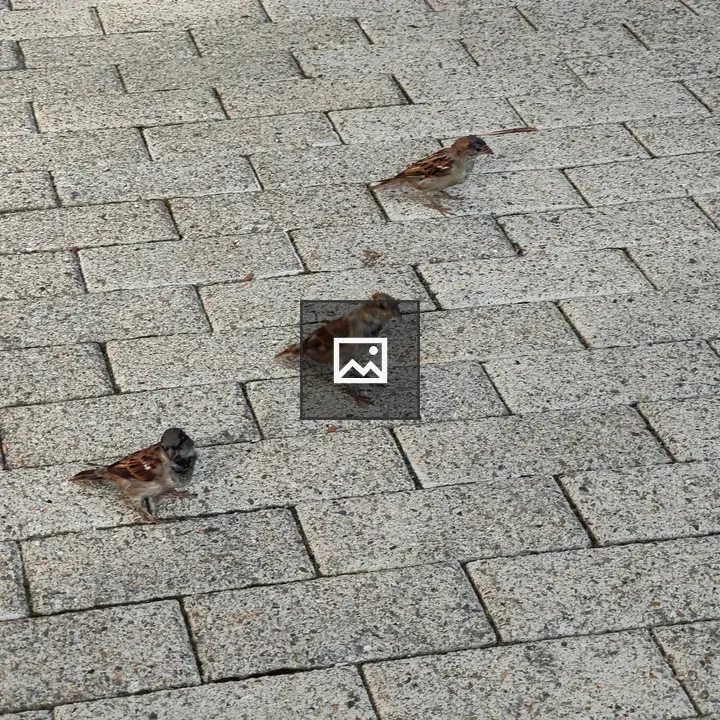 Three birds on gray bricks