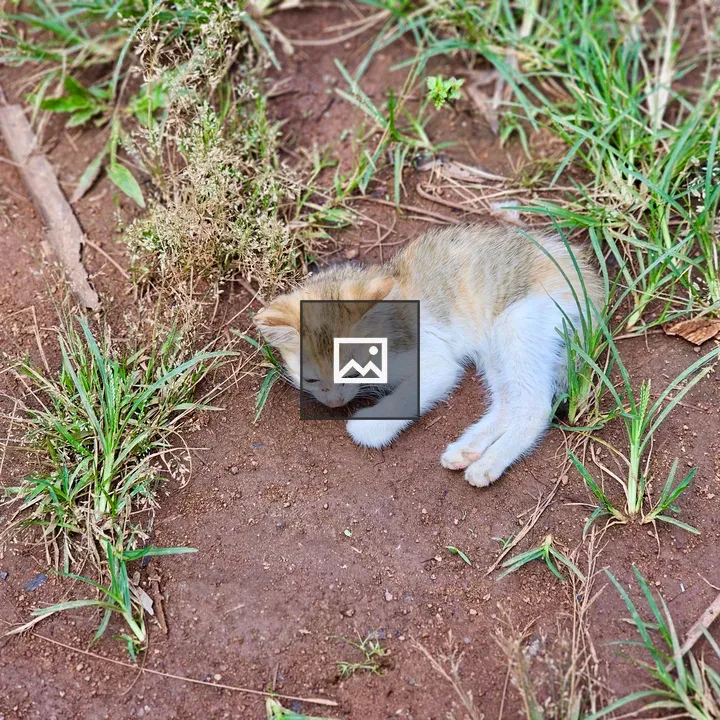 Kitten resting on ground