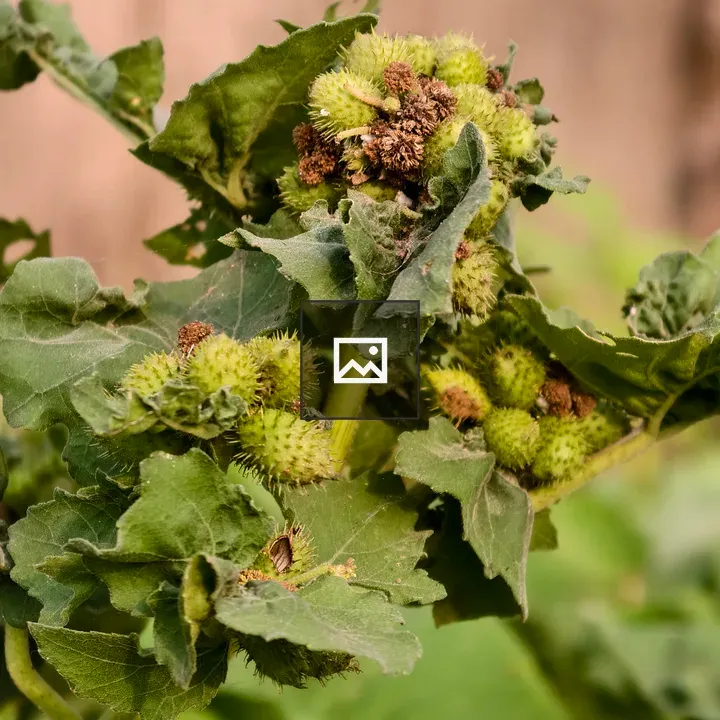 Close-up of green plant with cockleburs