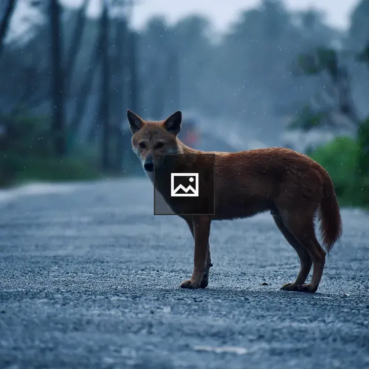Golden jackal on wet road