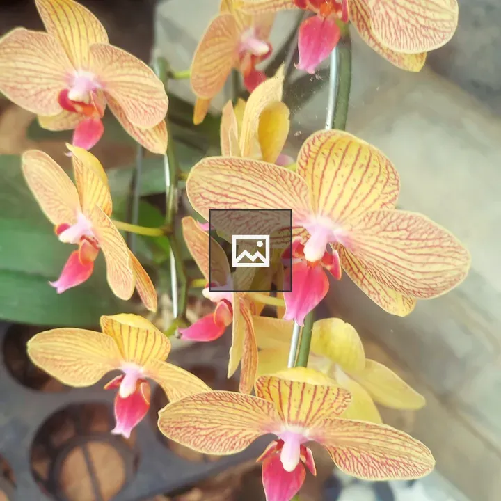 Phalaenopsis Orchid