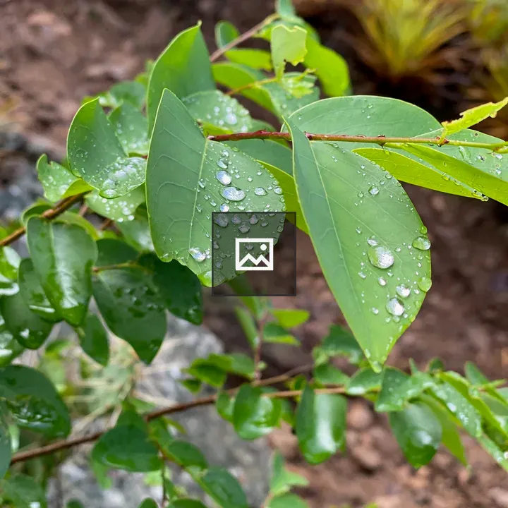 Raindrops on Green Leaves