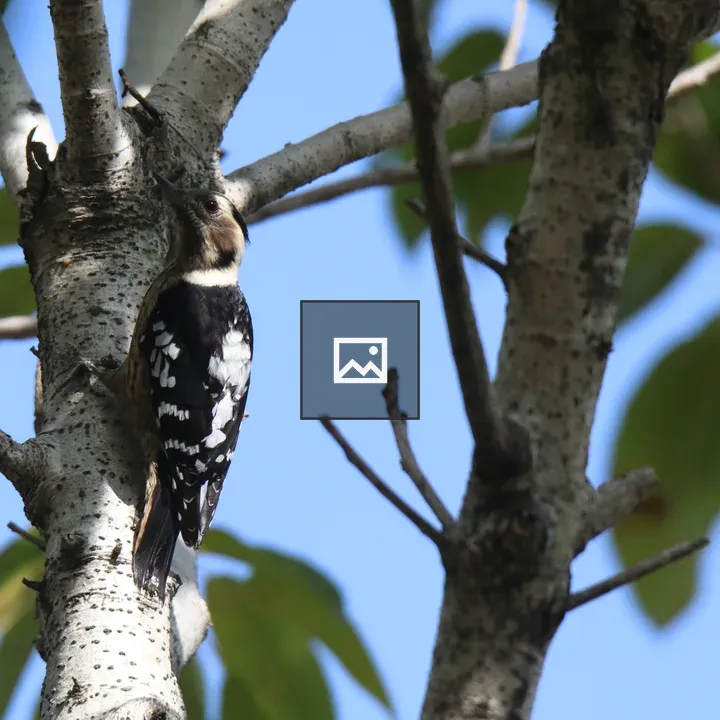 Spotted Nutcracker on Tree Trunk