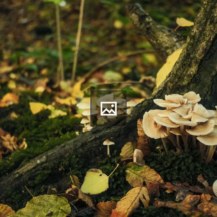 Mushrooms at forest base