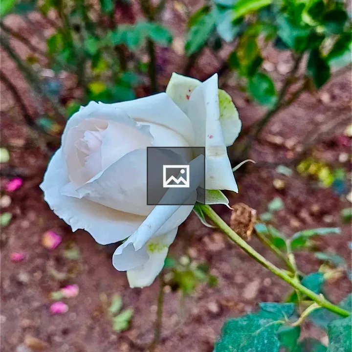 White rose in Ooty Rose Garden