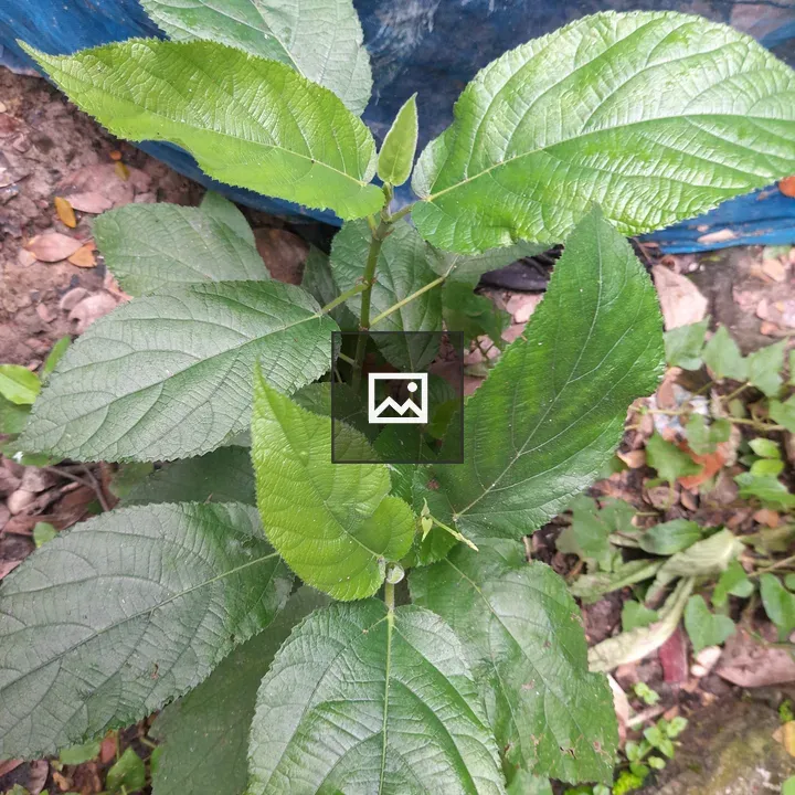 A young plant with green leaves