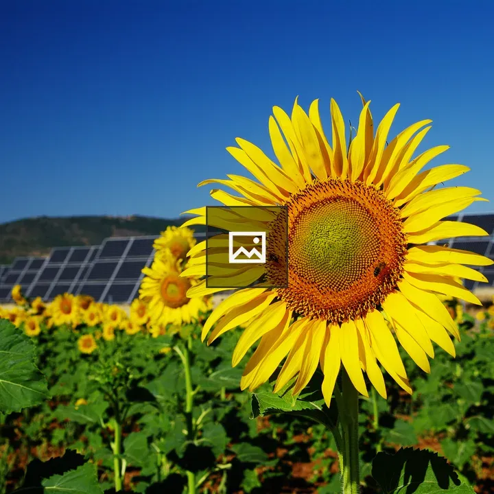 Sunflowers and Solar Panels
