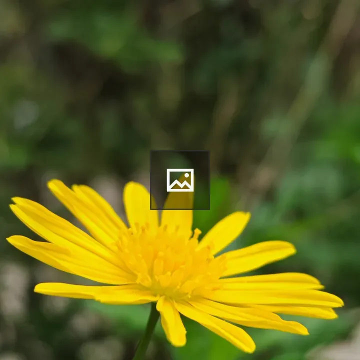Yellow flower close-up