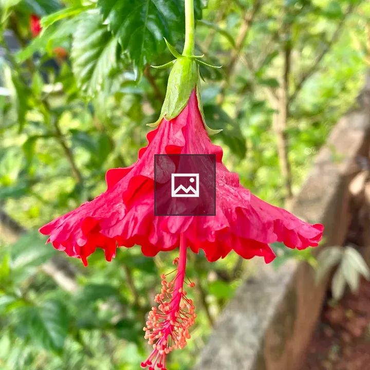 Red hibiscus top view
