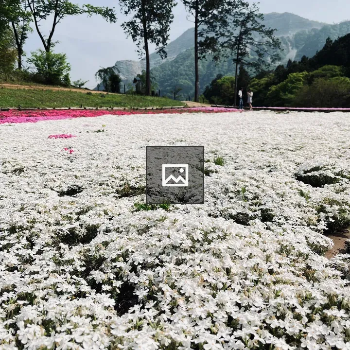 A field with white moss flowers