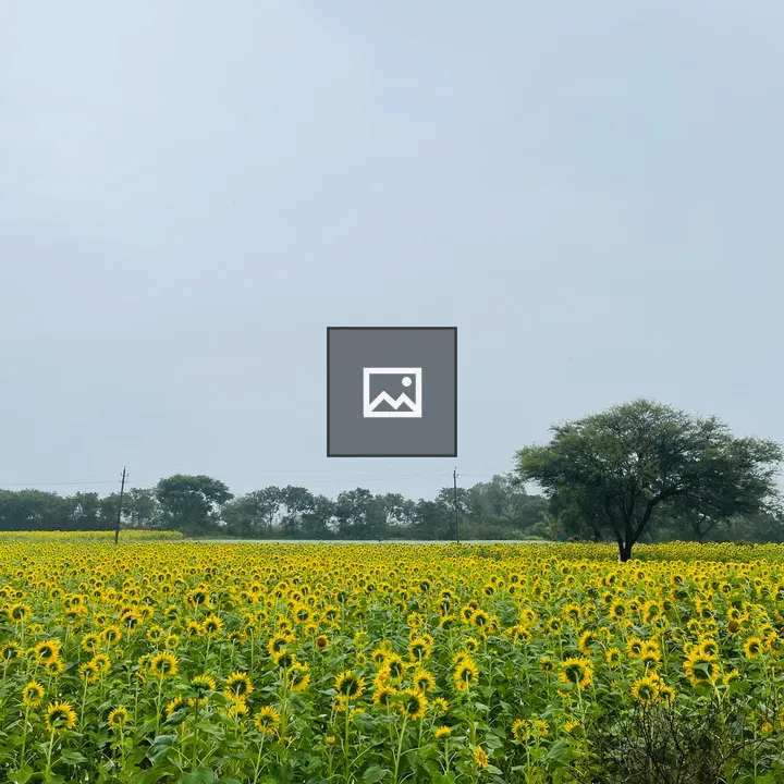 Sunflower Field Portrait