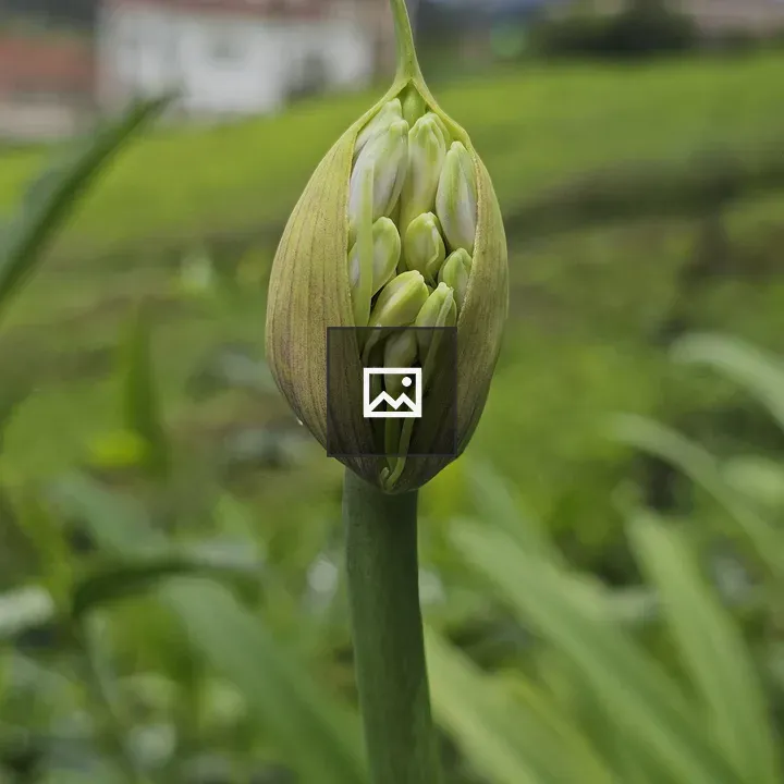 Agapanthus Bud Close-Up
