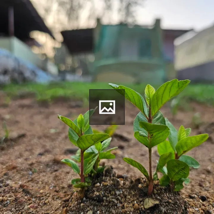 Two guava saplings sprouting