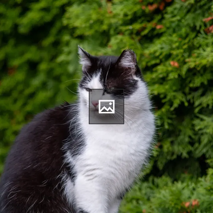 Black and White Cat with Greens