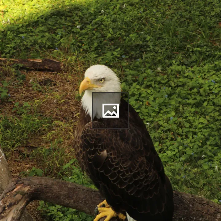 Bald eagle on a branch