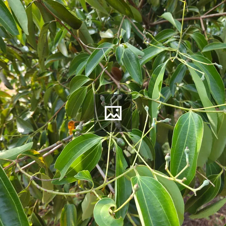 Close-up Branch with Green Leaves