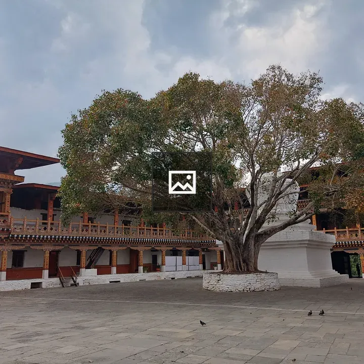 Old Bodhi Tree at Punakha Dzong