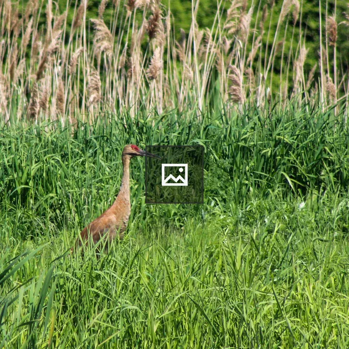 Sandhill Crane by Pond Shore