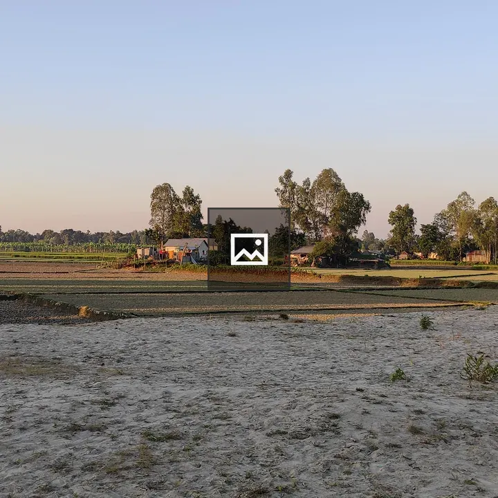 Rural Field at Golden Hour