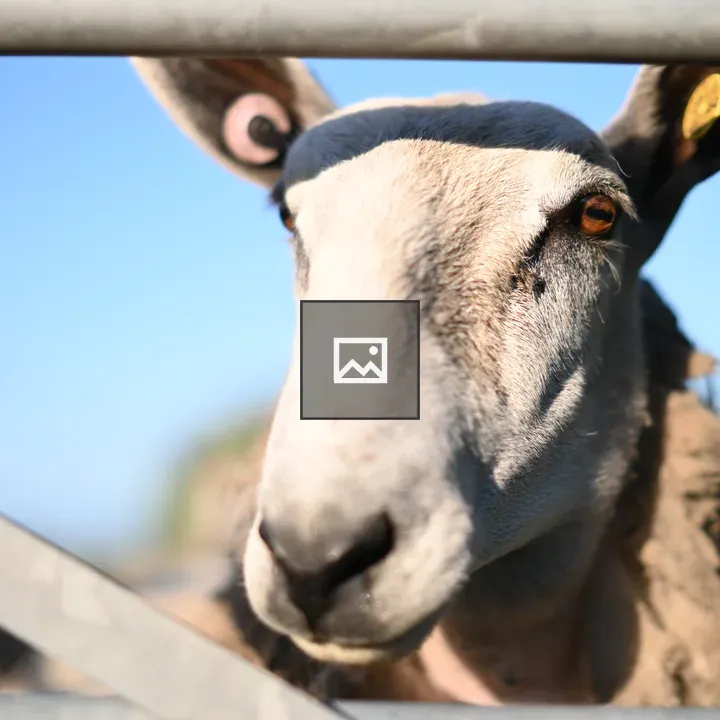 Close-up Sheep at Farm Gate