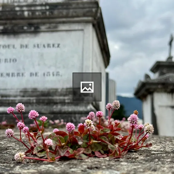 Life on a tombstone in Bogotá cemetery