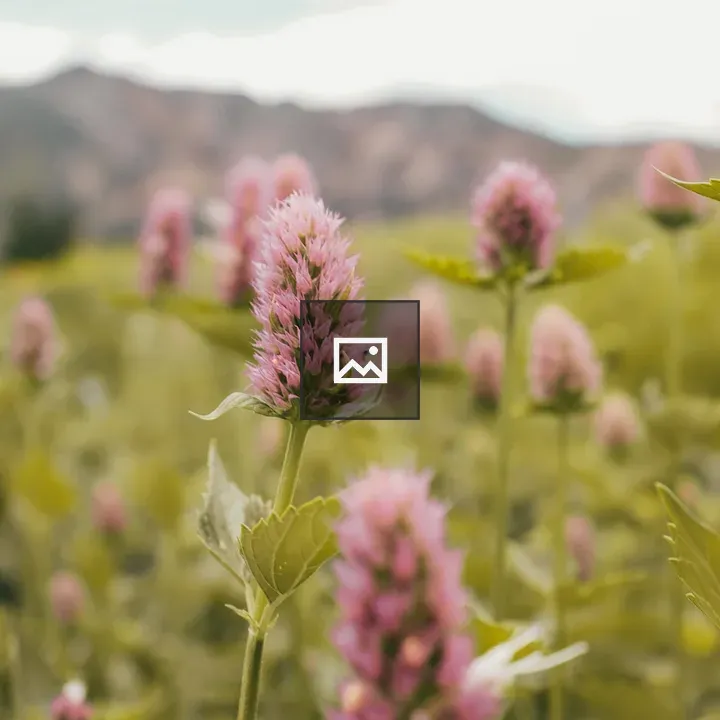 Pink Flower in Field