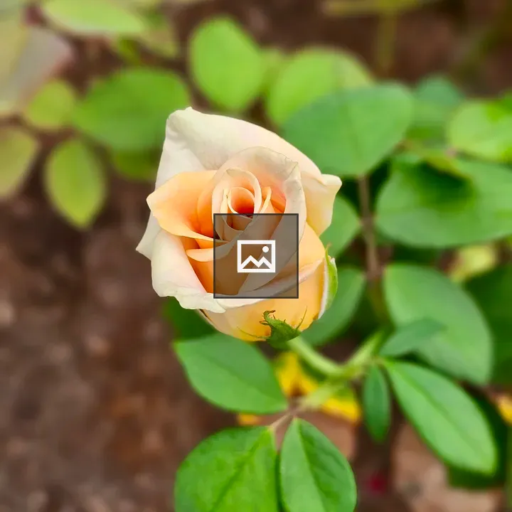 Peach-tinted rosebud