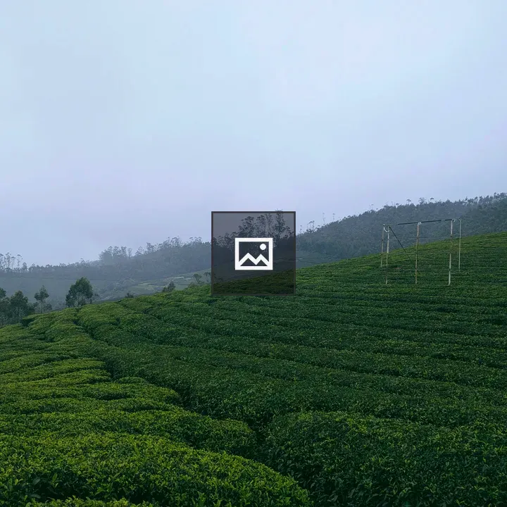 Tea plantation landscape with bamboo structures