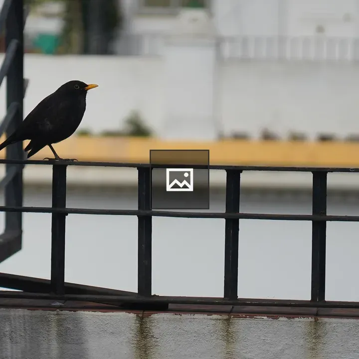 Blackbird on a railing