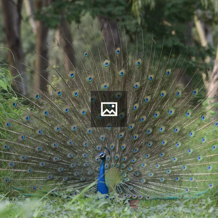 Peacock with Fanned Tail in Forest