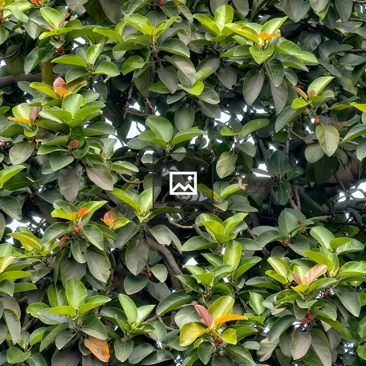 Dense green leaves on tree branch