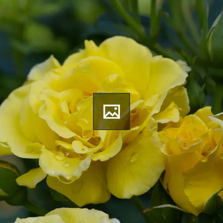 Yellow rose with dewdrops
