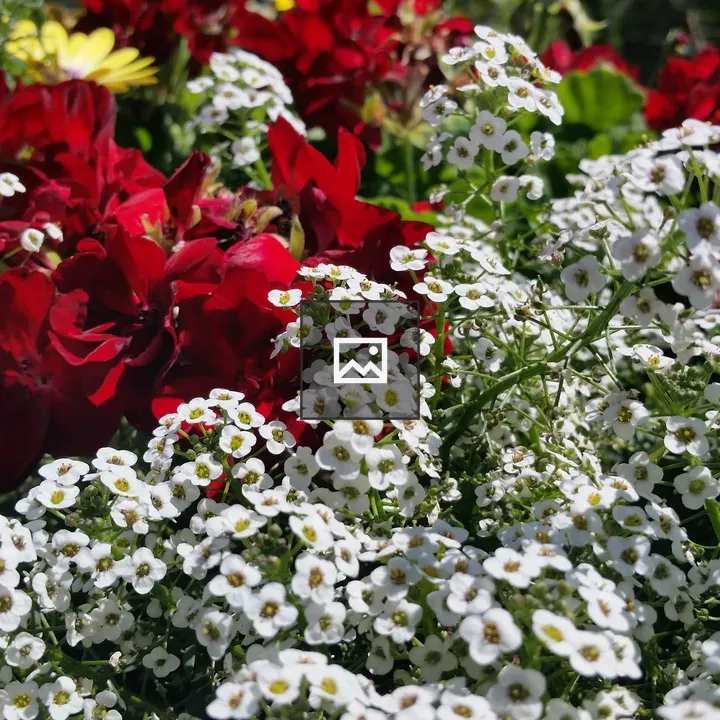 Colorful bouquet