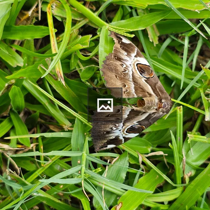 Atlas moth in grass