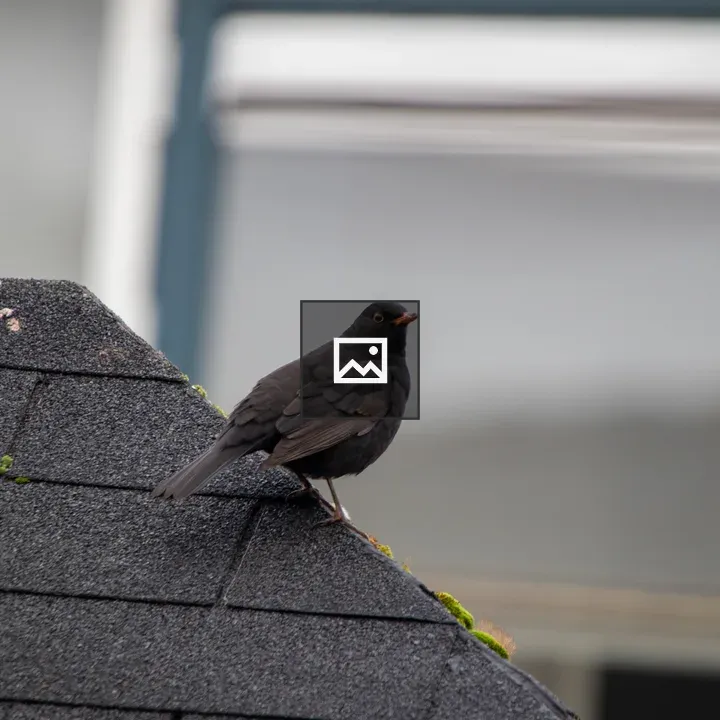 Blackbird on Rooftop Corner